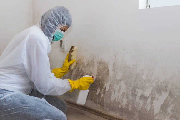 Best Mold Damage Restoration  in East Porterville, CA