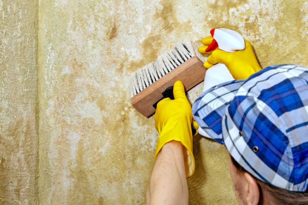 East Porterville, CA Mold Removal Company