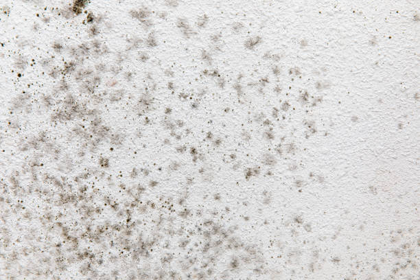 Best Environmental Consulting for Mold Prevention  in East Porterville, CA