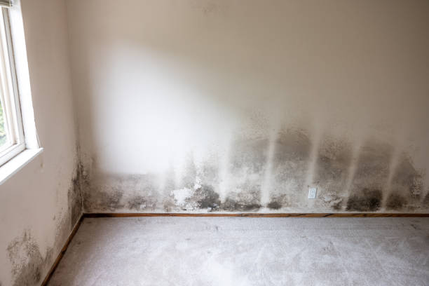 Mold Odor Removal Services in East Porterville, CA
