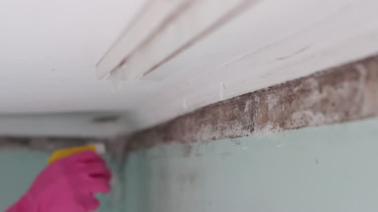Mold Remediation for Vacation Homes in East Porterville, CA